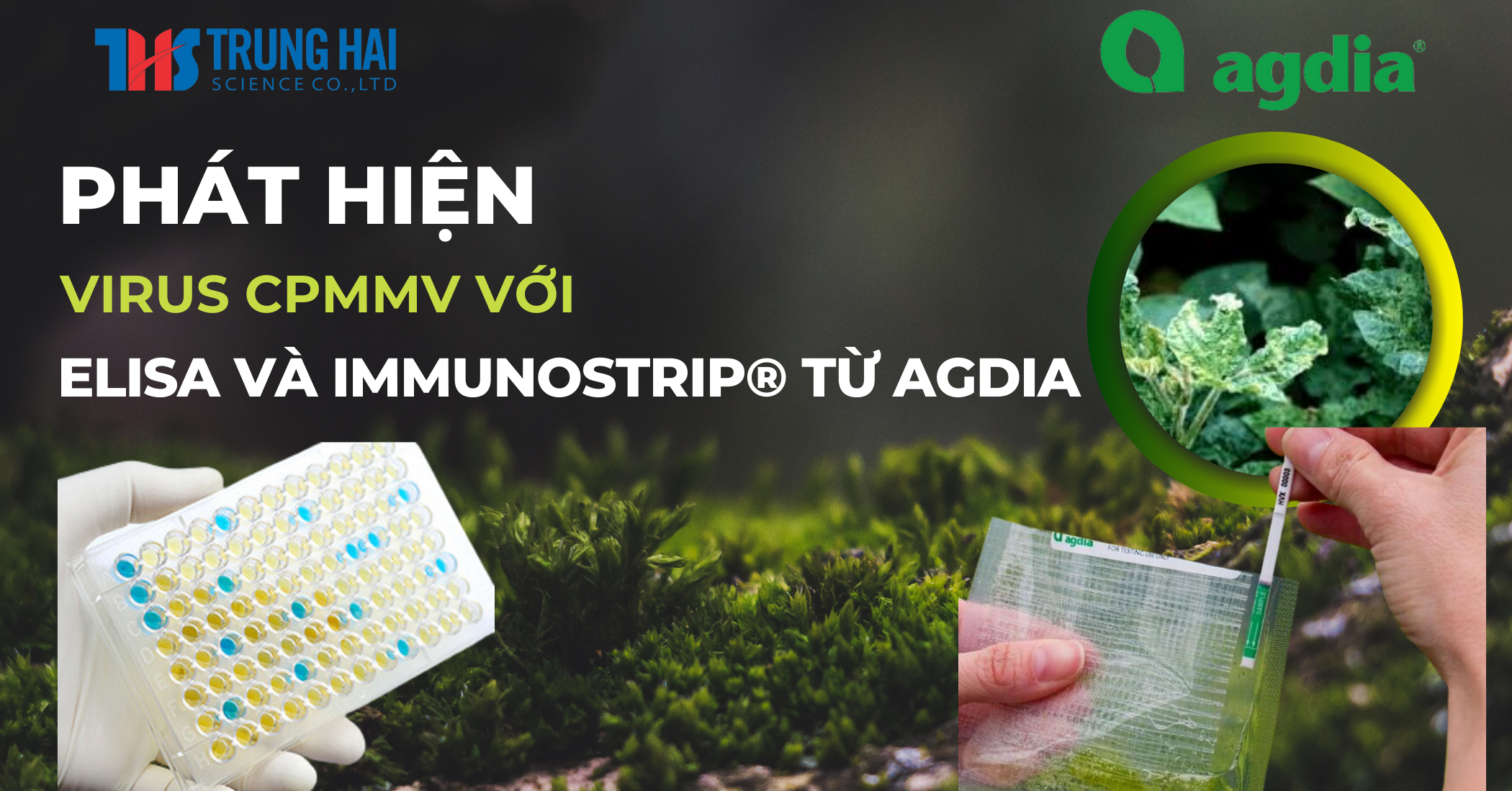Agdia Ra Mắt Bộ Kit ELISA và ImmunoStrip® để Phát Hiện Mầm Bệnh Mới Trên Đậu Nành