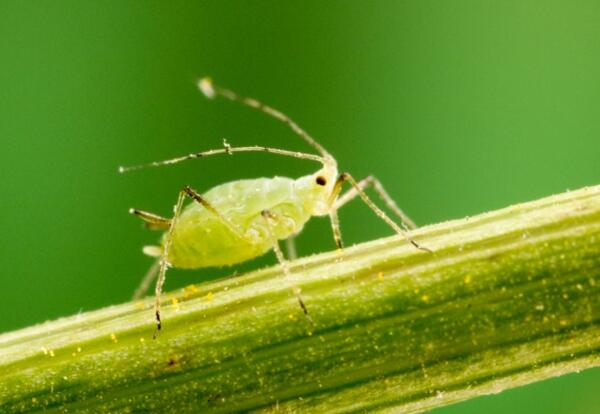QUE KIỂM NHANH VIRUS KHẢM VÀNG ĐẬU (BYMV)