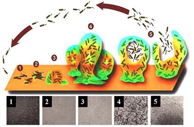 PHÁT HIỆN MÀNG BIOFILM HỖ TRỢ KIỂN SOÁT AN TOÀN VỆ SINH TẠI NHÀ MÁY THỰC PHẨM